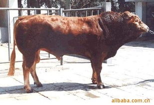 優(yōu)質肉牛投資指南 山東億財牧業(yè)的低風險飼養(yǎng)與銷售前景