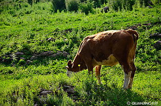 牲畜 農業(yè)生產的重要支柱