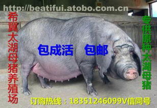 太湖母豬價格、廠家與供應商推薦 鹽城市亭湖區(qū)南洋鎮(zhèn)沂之水農產品經(jīng)營部熱賣中