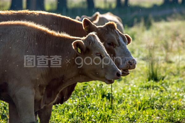 綠色草地上的奶牛 生態(tài)與畜牧的和諧共生