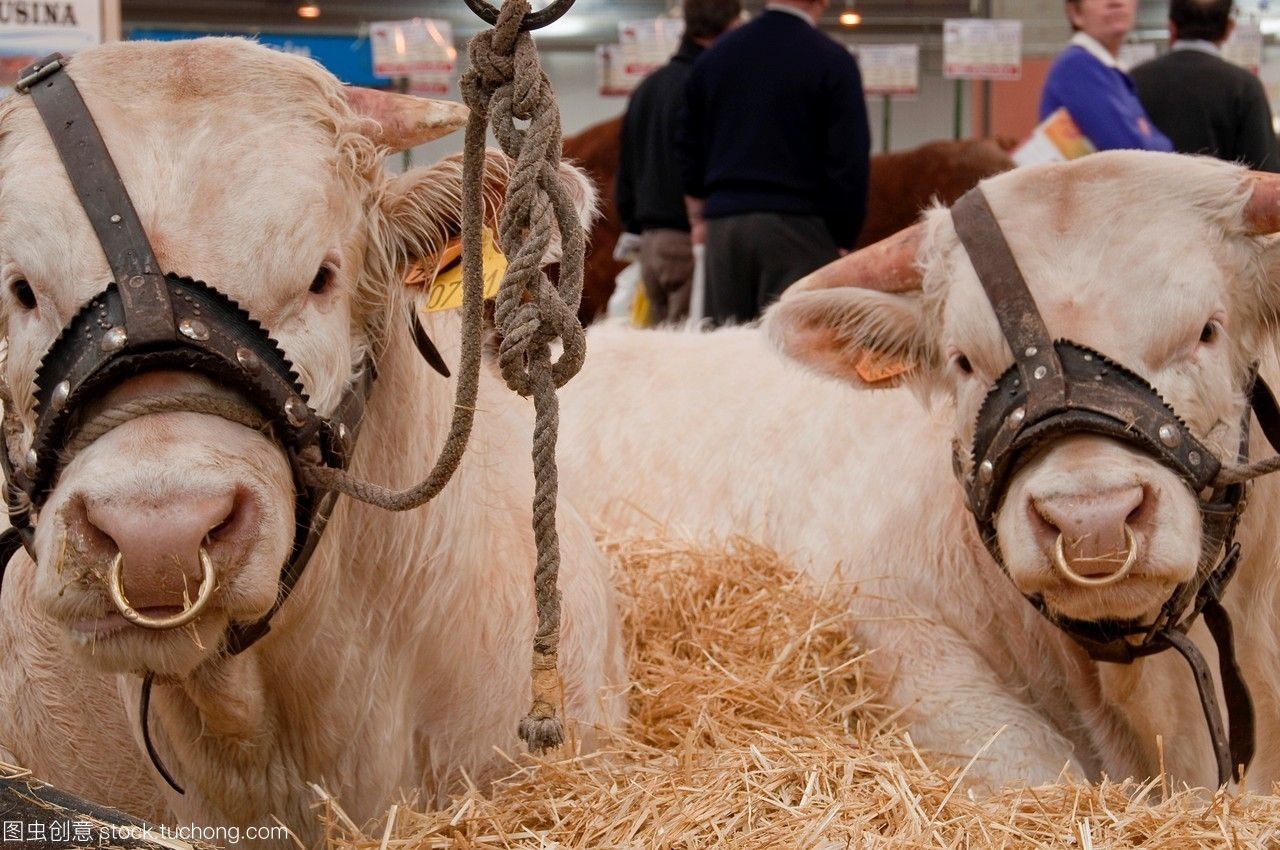 小牛肉產(chǎn)業(yè)鏈 從牧場(chǎng)到餐桌的全景解析