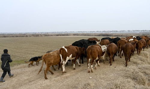 牧場(chǎng)增值新思路 黃河灘放養(yǎng)牲畜的互聯(lián)網(wǎng)文化解讀